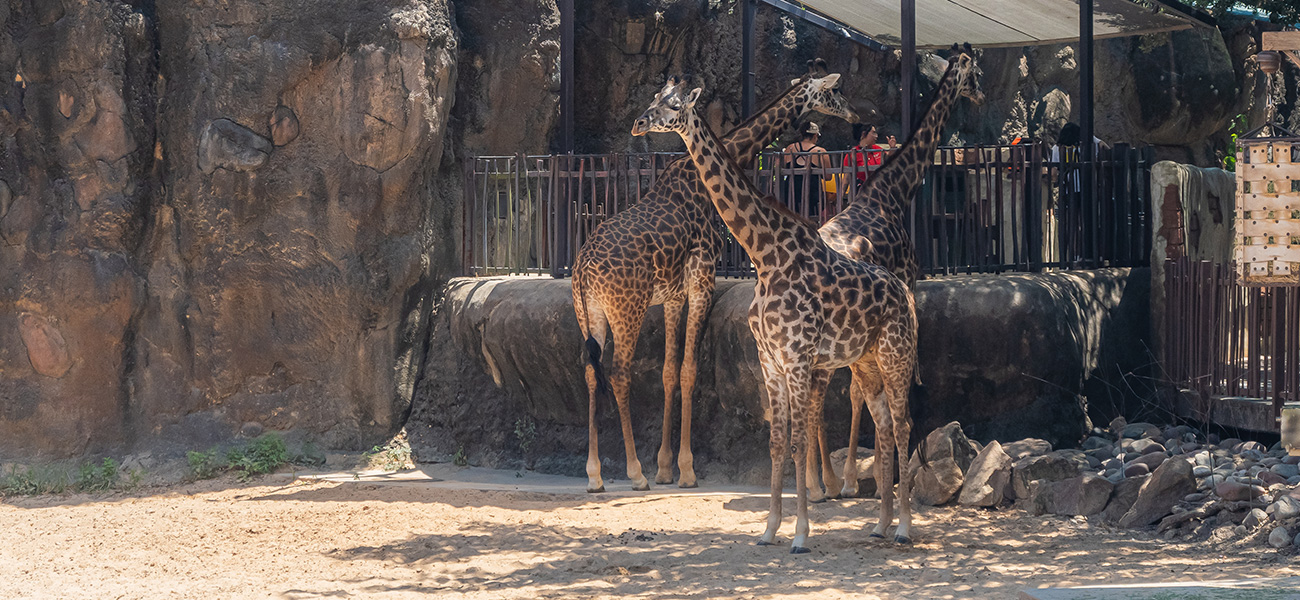 Giraffes at the Houston Zoo.