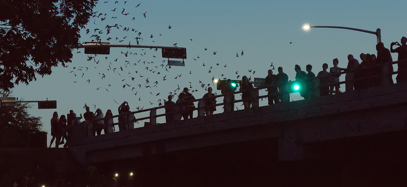 People watching the bats emerge at the Waugh Drive Bridge.