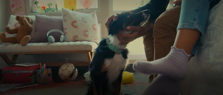 pet friendly hotel