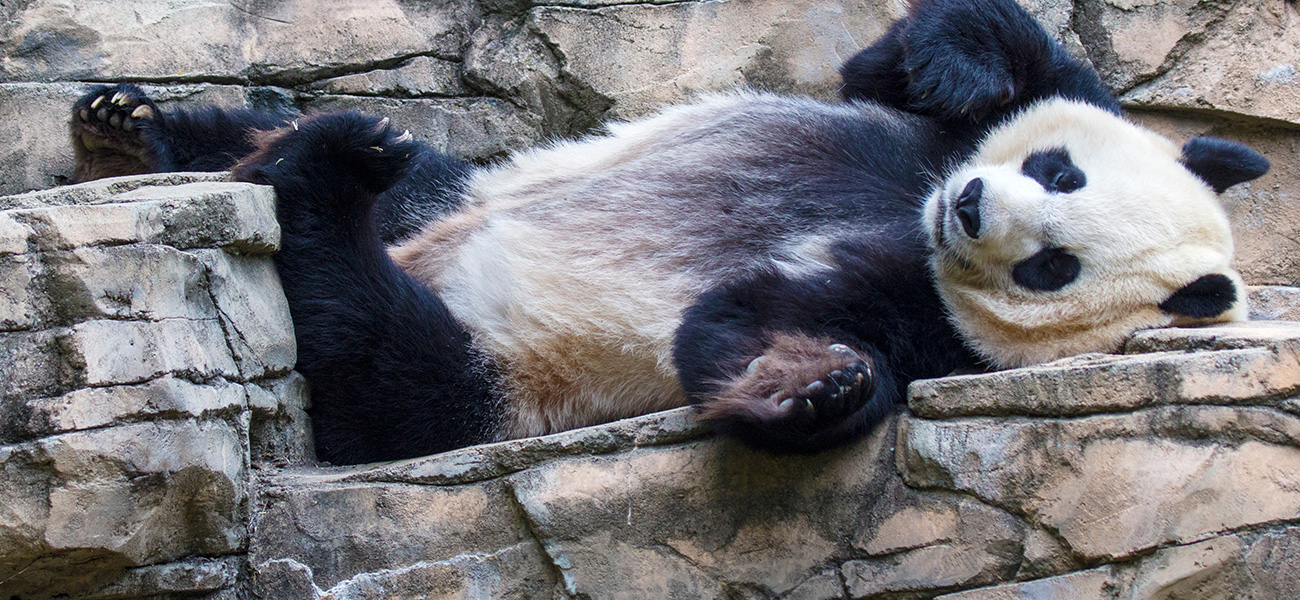 Panda at the Zoo.