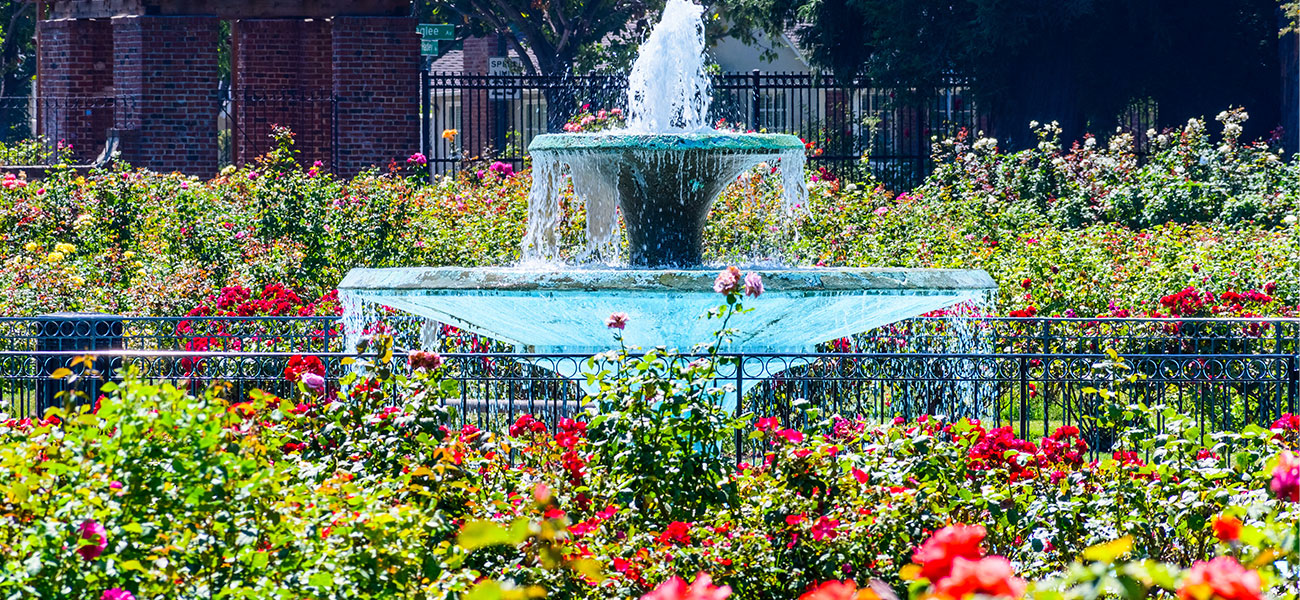 Roses and fountain at the Rose Garden.
