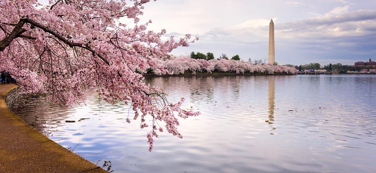 Cherry Blossoms at the Tidal Basin.