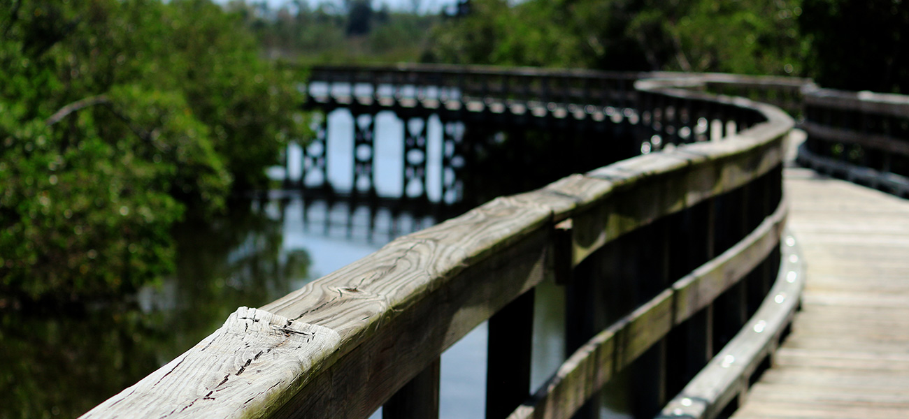 Boardwalk over wetlands