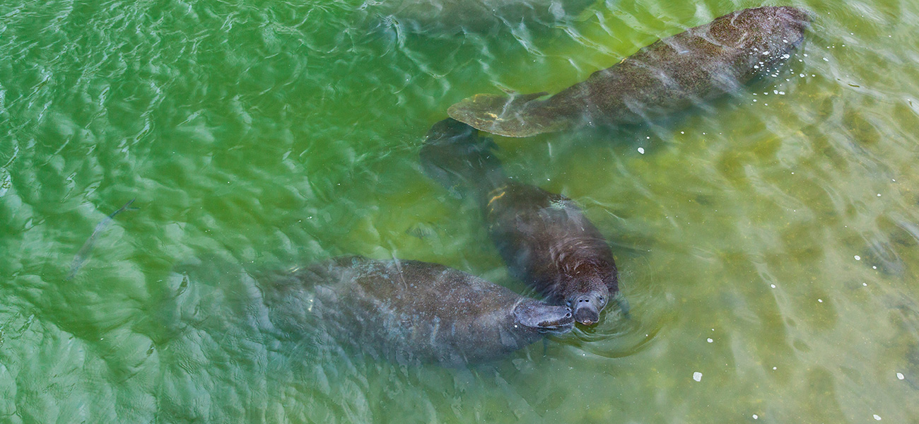 Manatees in the water.
