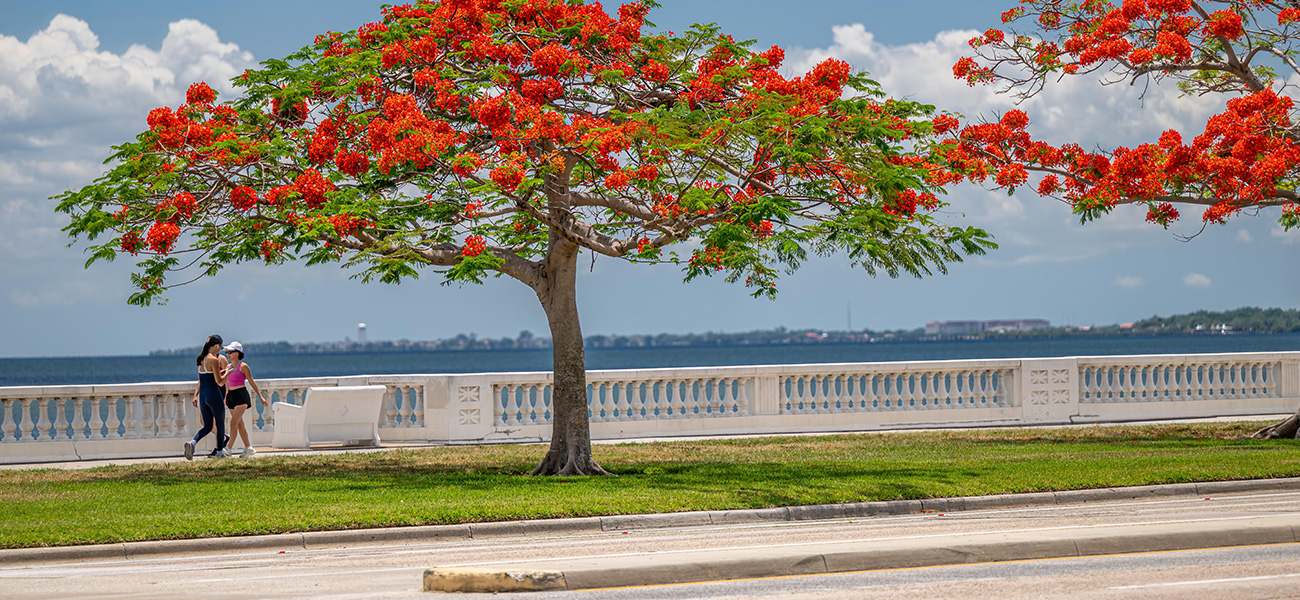 People jogging on Bayshore Boulevard.